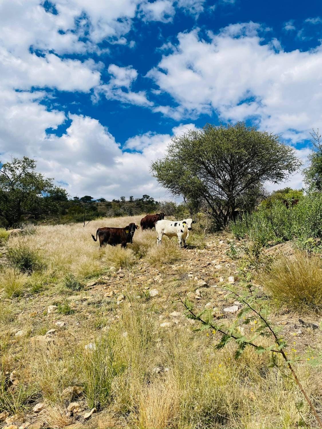 Three cattle in dry grass beside a thorn tree, looking at the camera