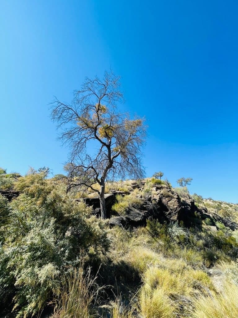 A bare tree against a deep blue sky on a rocky hillside